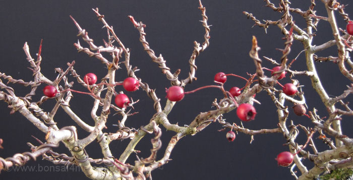 hawthorn berries